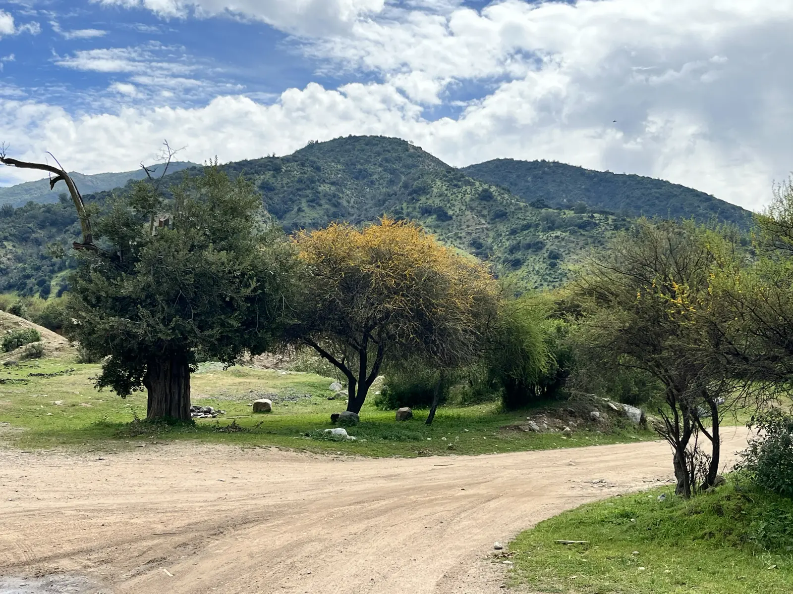 Camino de tierra y árboles, con un espino en flor, en la explanada cercana a la poza